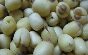 Thảo dược giúp ngủ ngon